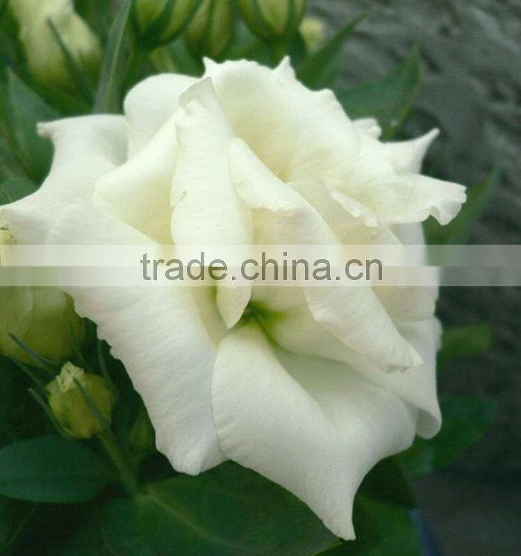 Quality Best-Selling wholesale big bud eustoma