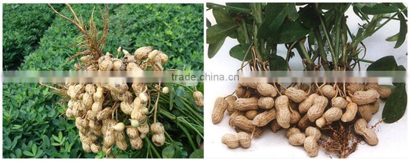 FAQ-The Growth Of Peanut