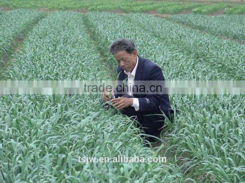 2015 No pollution and New harvested garlic