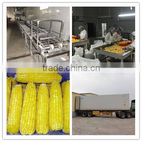 Chinese IQF Frozen Sweet Corn for sale