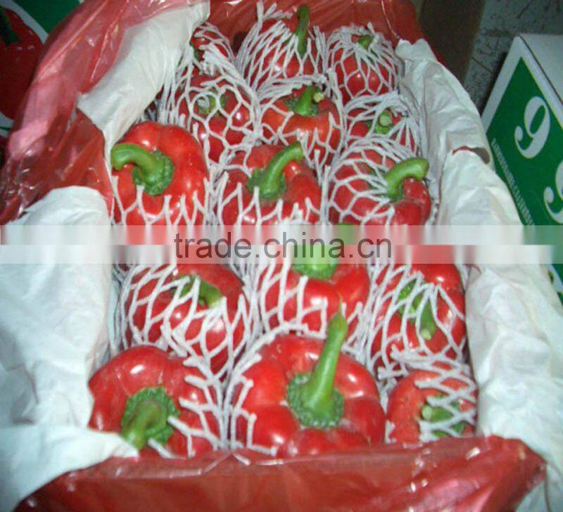 fresh color pepper 2013 new crop Shouguang