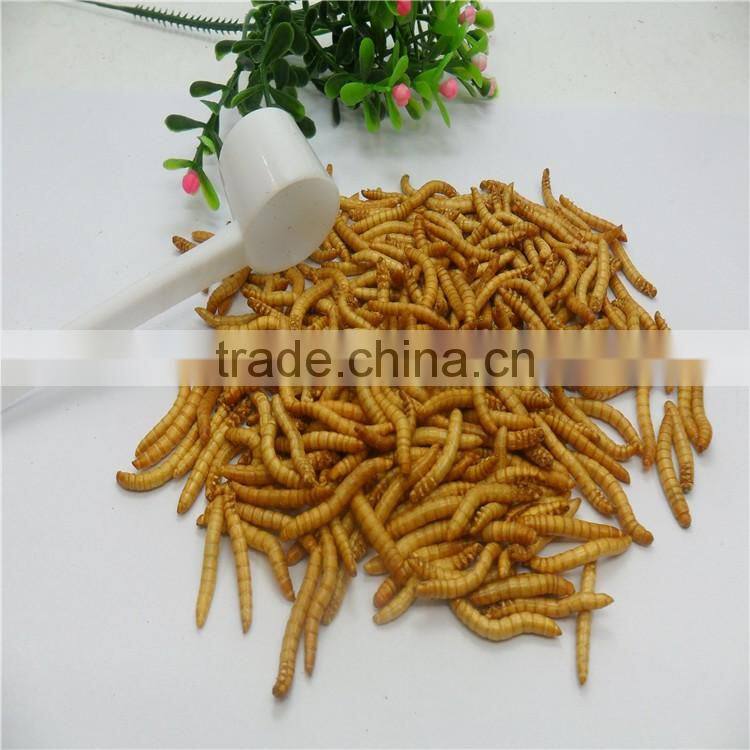 Premium Freeze Dried Mealworms For Bird Food;Natural Mealworms