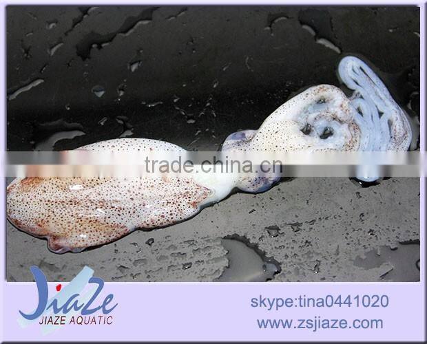 zhoushan aquatic product frozen baby squid