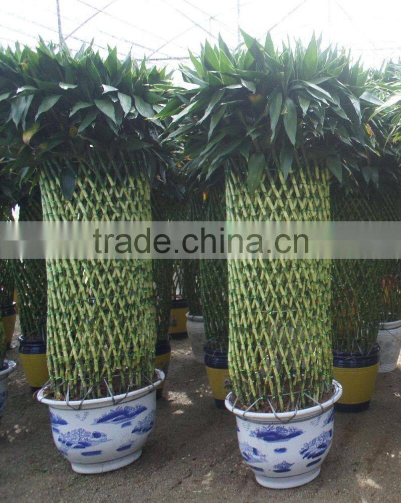 Lucky bamboo ( Dracaena Sanderiana) cage shape indoor plant 200-220cm