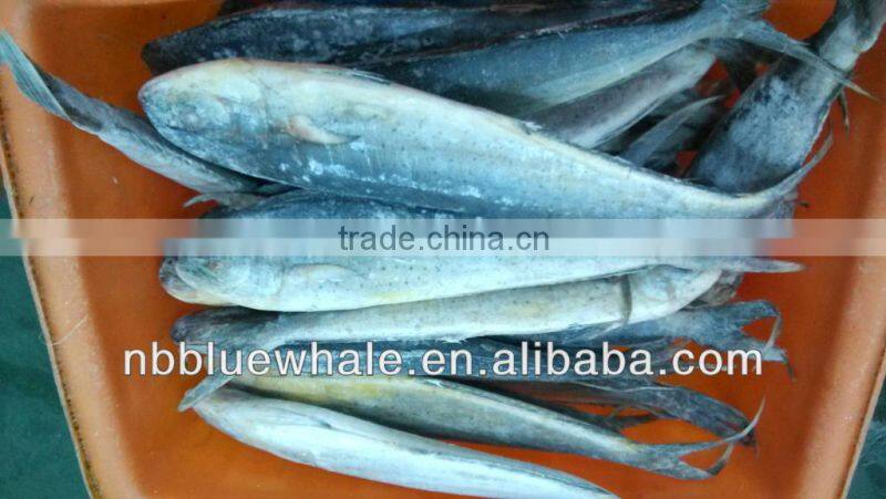 3-5oz/pcs MahiMahi fiilet Portions