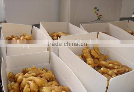 New crop dried ginger export prices with high quality
