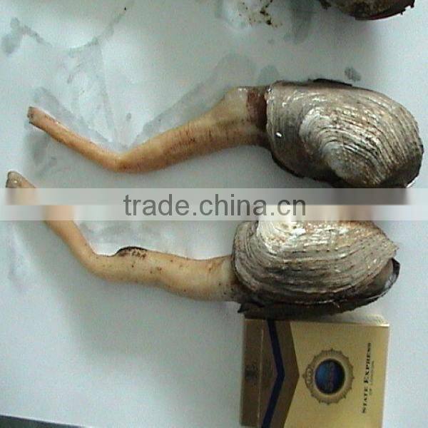 High quality new geoduck meat seafood