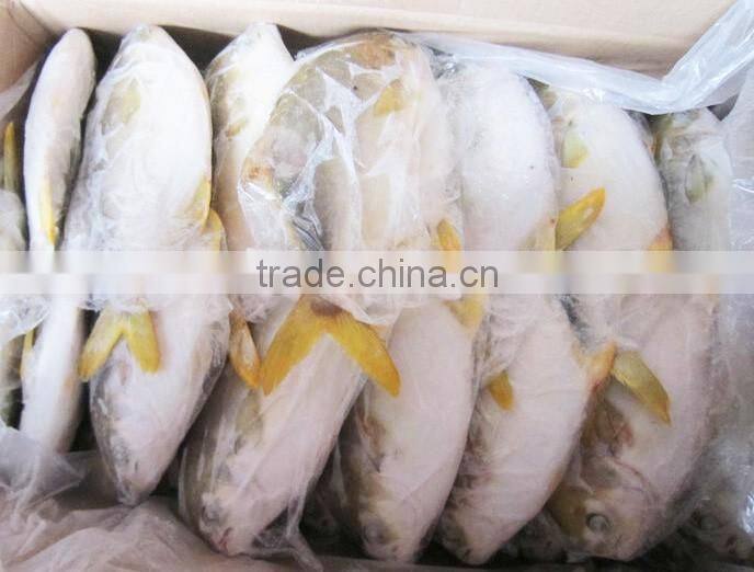 The IQF Golden Pomfret/golden Pompano
