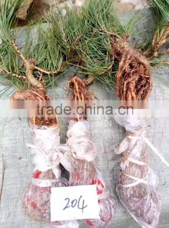 Pinus Thunbergii Parl. Black Pine Seedlings