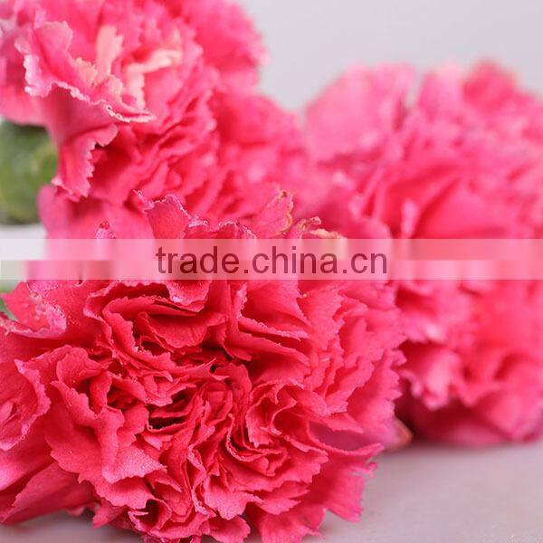 low price fresh carnation flower for wholesale