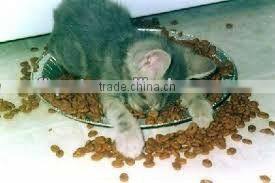 dry cat food