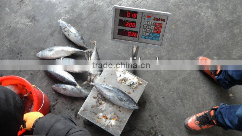 sea frozen 1000+ bonito tuna