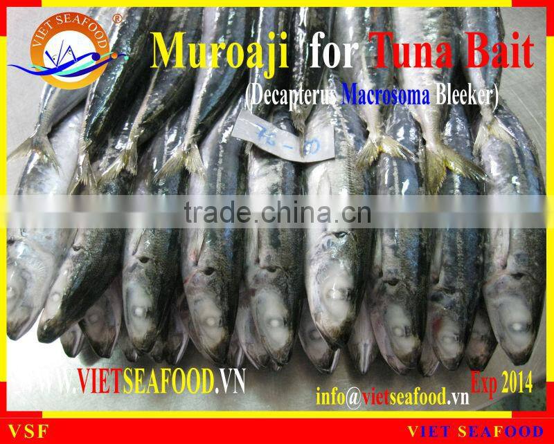 MUROAJI FOR TUNA BAIT