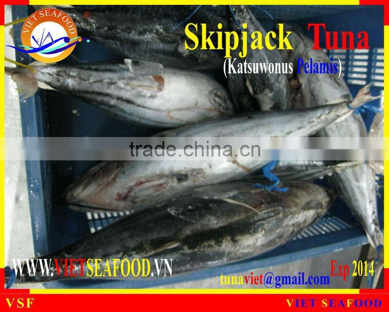FROZEN SKIPJACK TUNA WHOLE ROUND