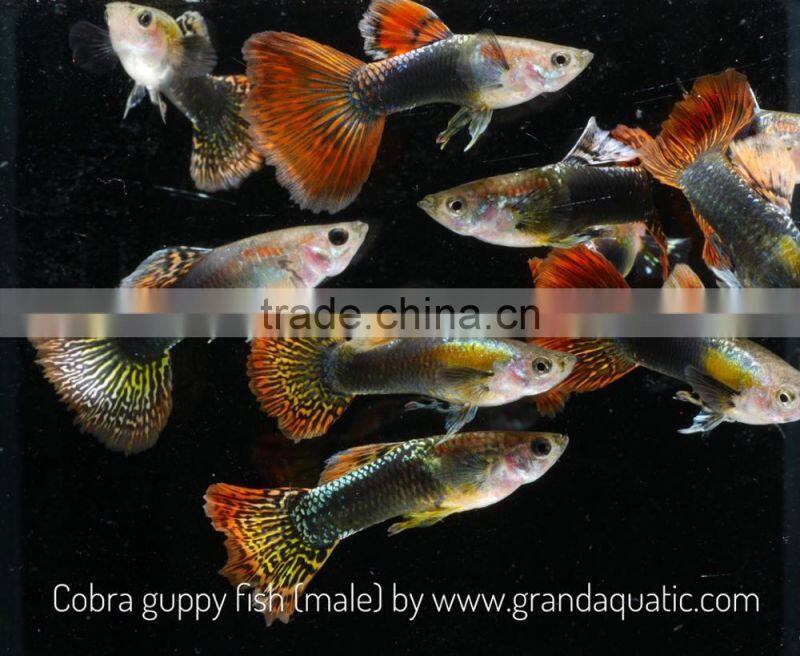 Cobra guppy for Freshwater Aquarium fish export company from Thailand