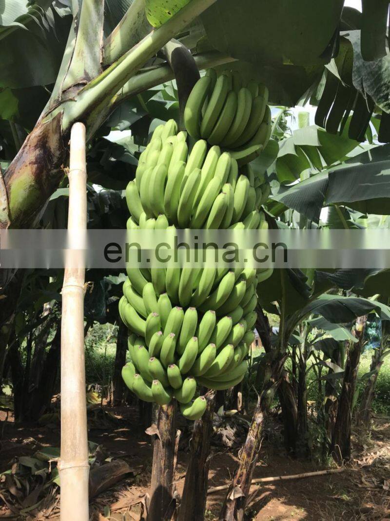 Fresh Cavendish Banana Vietnam cheap price