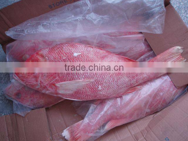 Sea Frozen Red Snapper
