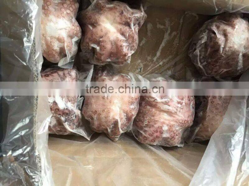 2016 Frozen baby octopus 20-60g/pcs for sale