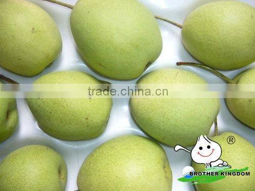 fresh shandong pear price