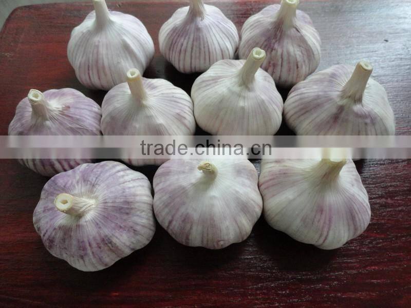 China Red Garlic Price Store Garlic