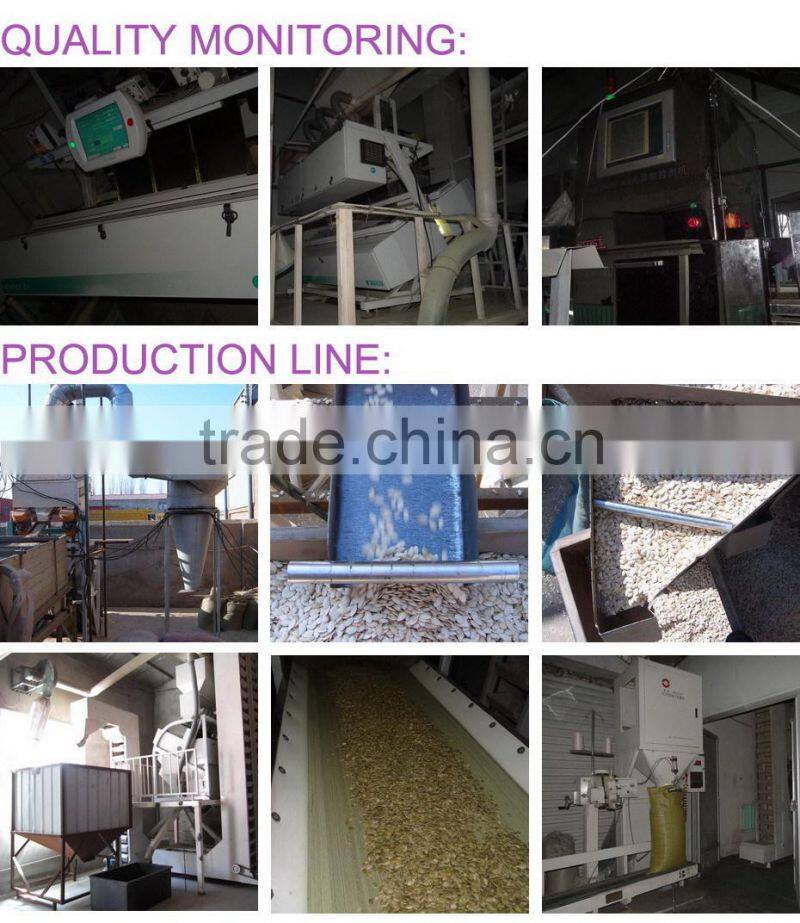 Shine Skin Pumpkin Seeds Kernel With Top and High Quality