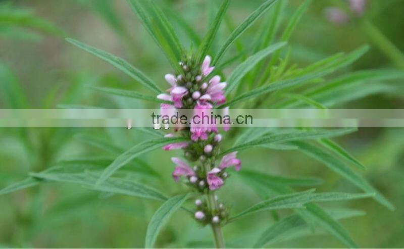 Dried medicinal herbs/herbal medicine-Herba Leonuri(Yimucao)