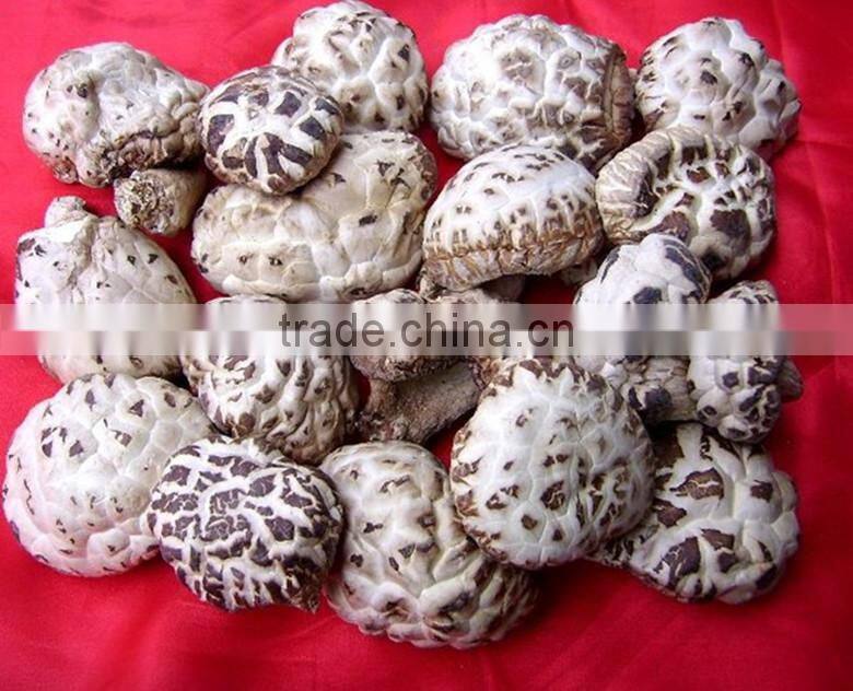 2015 new crop shiitake mushroom ,Top quality Tea flower mushroom