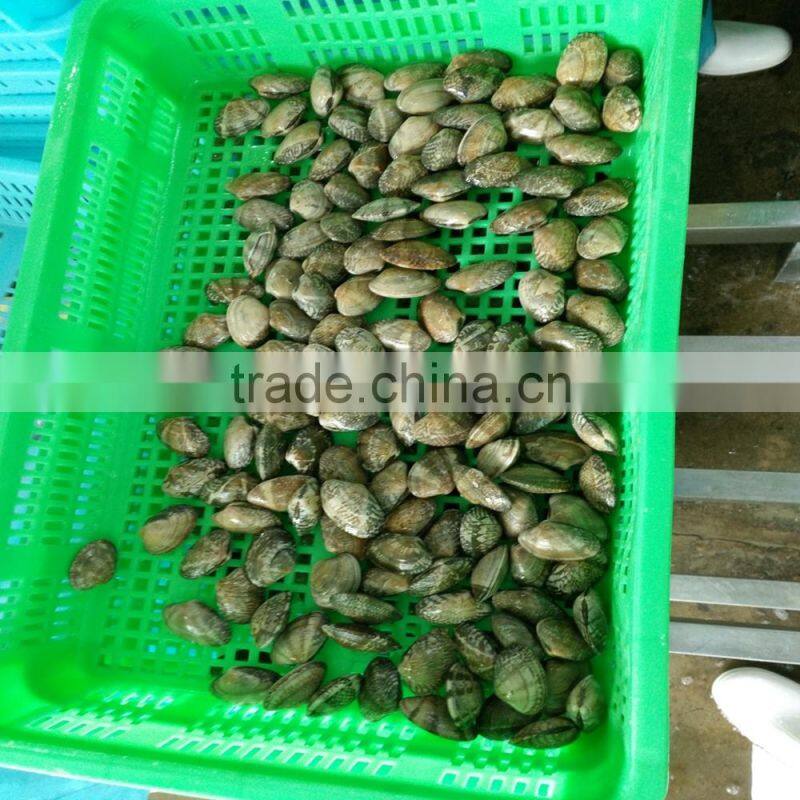 NEW SEASON FROZEN SHORT NECKED CLAM