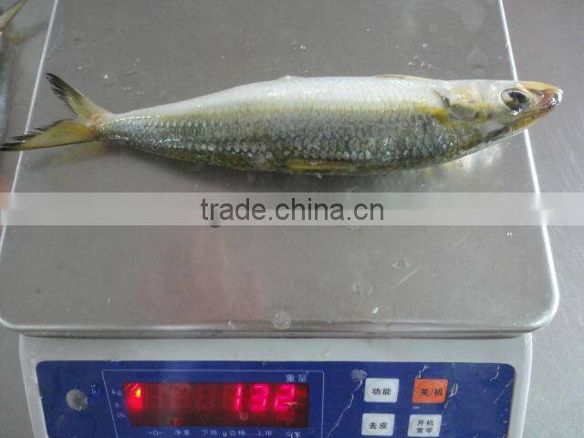 frozen sardine for bait and canning