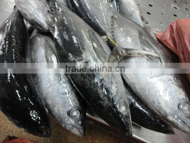 frozen whole round yellowfin tuna fish