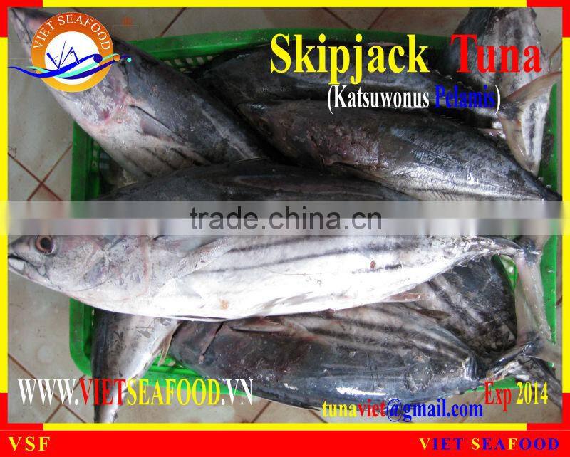 FROZEN SKIPJACK TUNA WHOLE ROUND