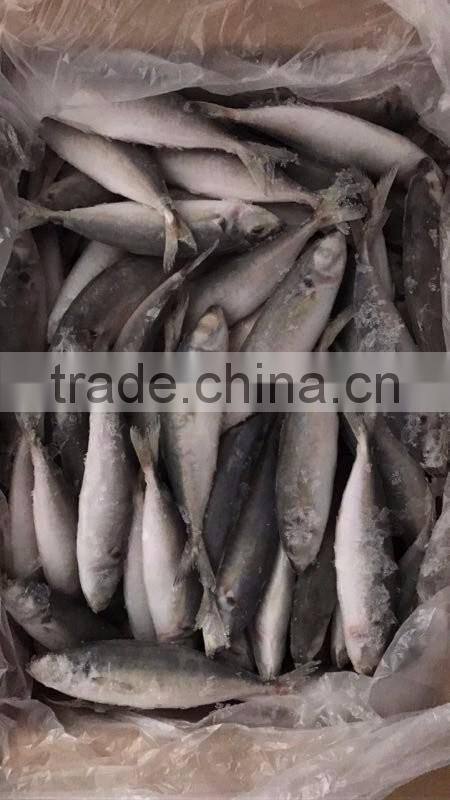 IQF frozen horse mackerel/round scad