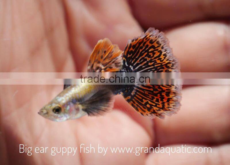 Big ear guppy for Freshwater Aquarium fish export company from Thailand