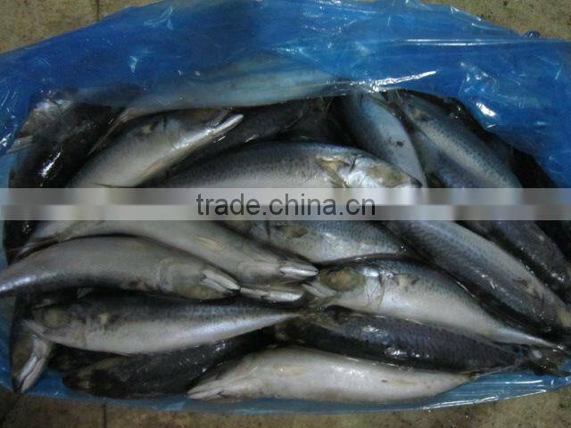 new coming 200-300g WR frozen mackerel (pacific mackerel)