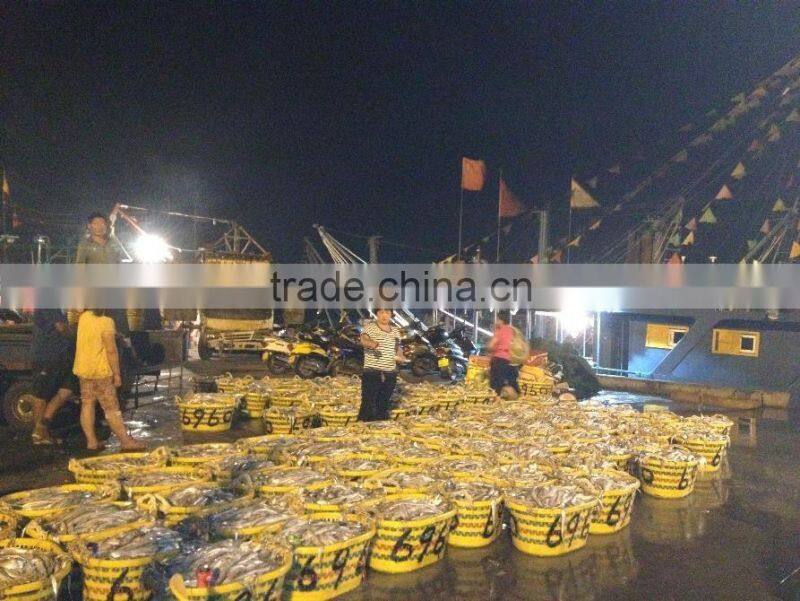 2016 Newly 16pcs/kg Light Seine Frozen Round Scad