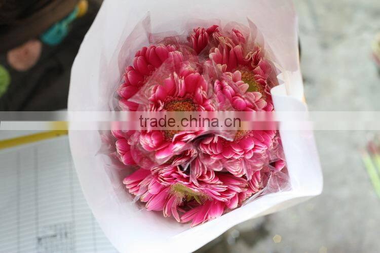 Good smell hot sale cut gerbera flowers