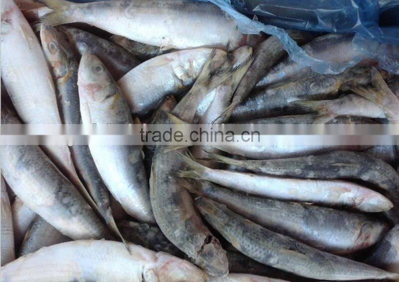 wholesale products WR frozen sardine 20-25pcs/kg with high quality