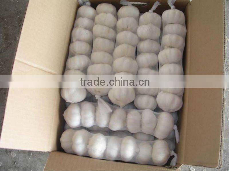 chinese fresh garlic