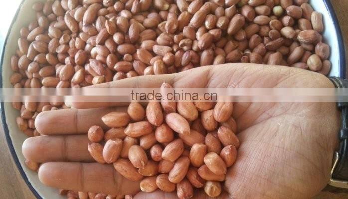 Indian round type blanched peanut kernels PEANUTS KERNEL BOLD 40-50