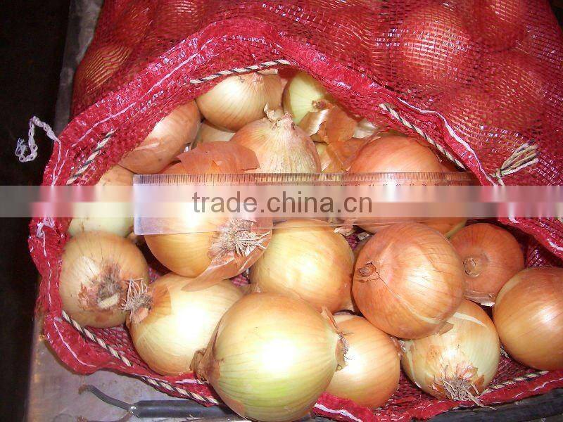 fresh yellow onion from gansu all size