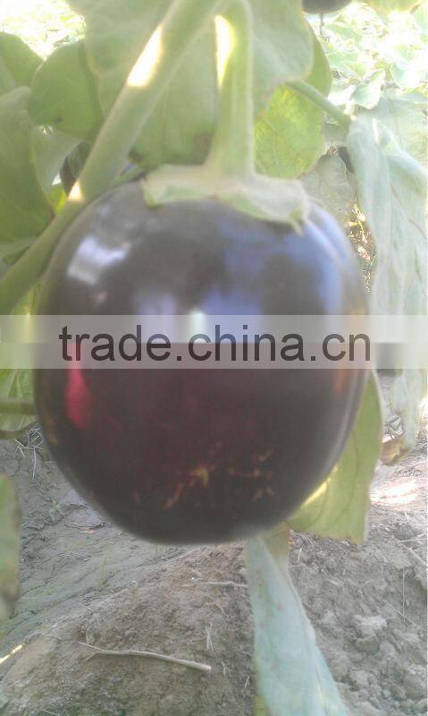 EP 310 Hybrid Eggplant Seeds