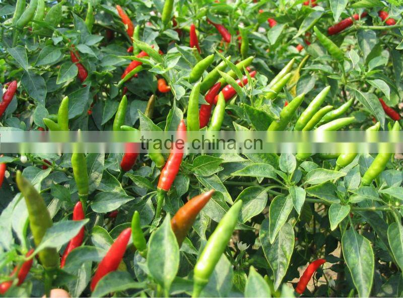 P16 Tianjian f1 hybrid upright growing red chilli seeds in vegetable seeds