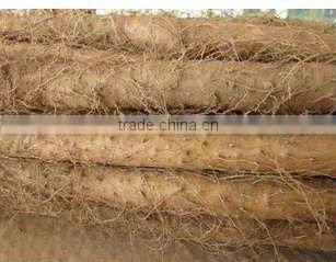 chinese purple yam