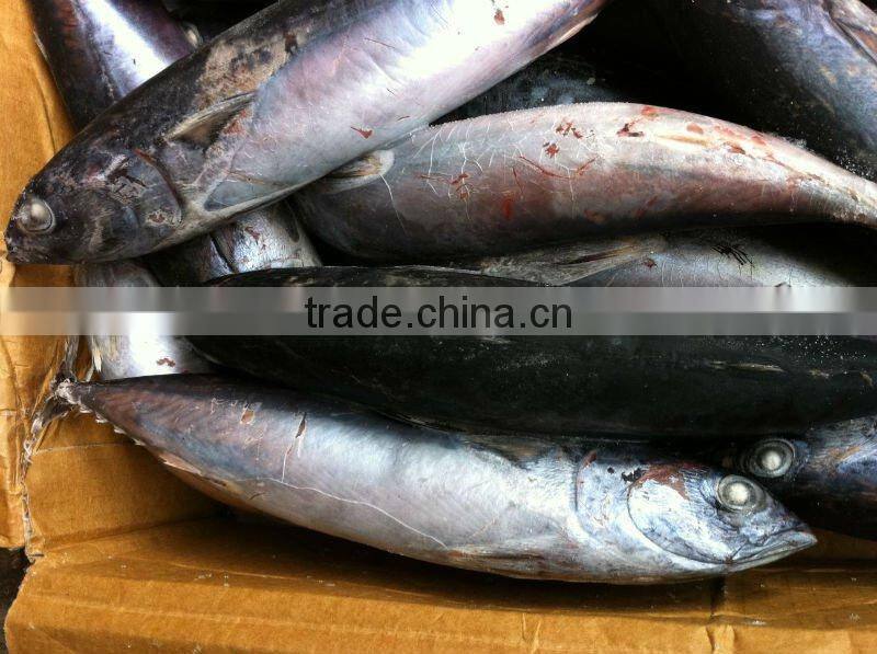 frozen bonito whole round 300-500g