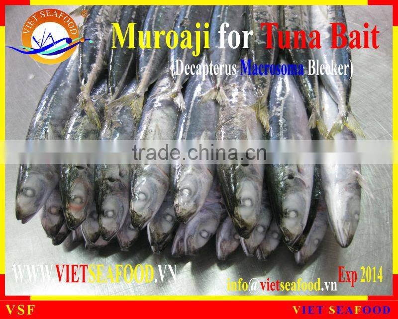 FROZEN MUROAJI FOR TUNA BAIT