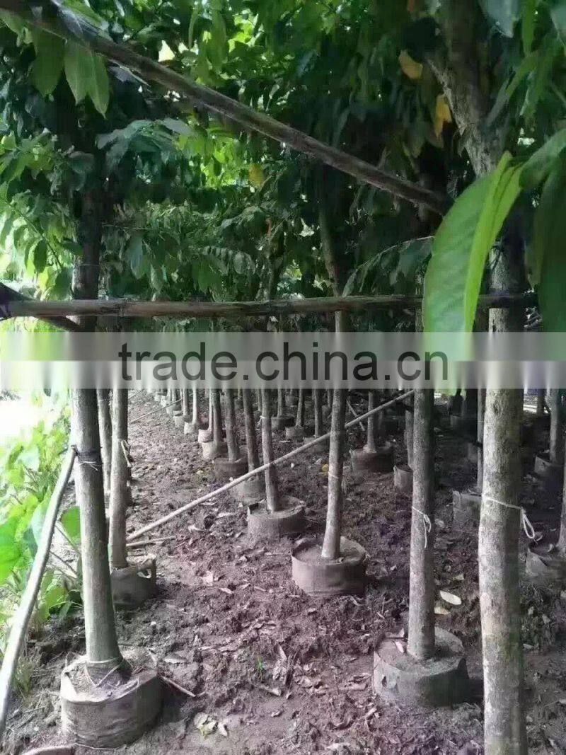 Lagerstroemia speciosa flower plants