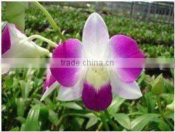 Thailand Best Quality D-006 Dendrobium Bangkok Land Orchid