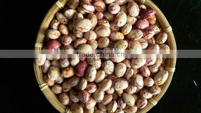 Light Speckled Kidney Beans