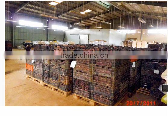 FRESH PURPLE SWEET POTATO - HIGH QUALITY - GOOD PRICE