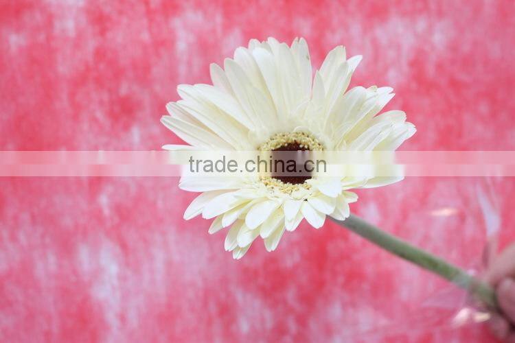 Various hot-sale flower single stem gerbera
